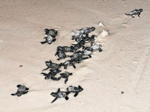 Photo courtesy Jamaica Gleaner