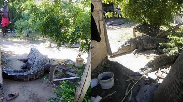 alligator-st-thomas-photo-collage-loop-demo